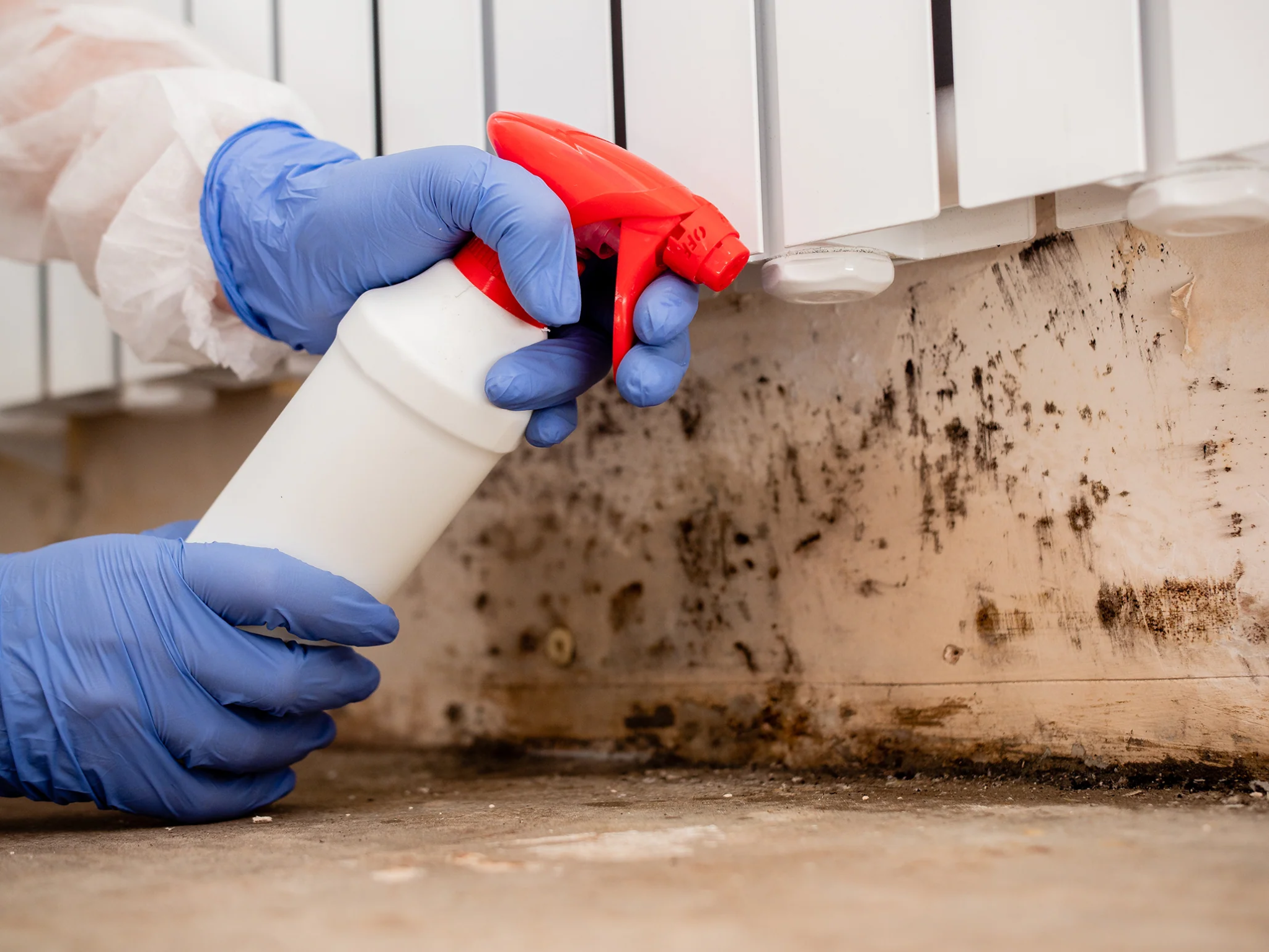 Mold Only: Palm Beach County’s Most Trusted Mold Remediation Company
